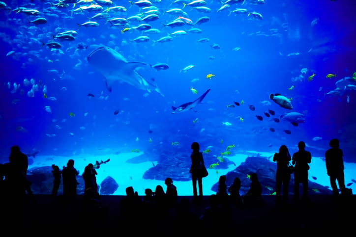 Viewers looking at ocean tank at the Georgia Aquarium